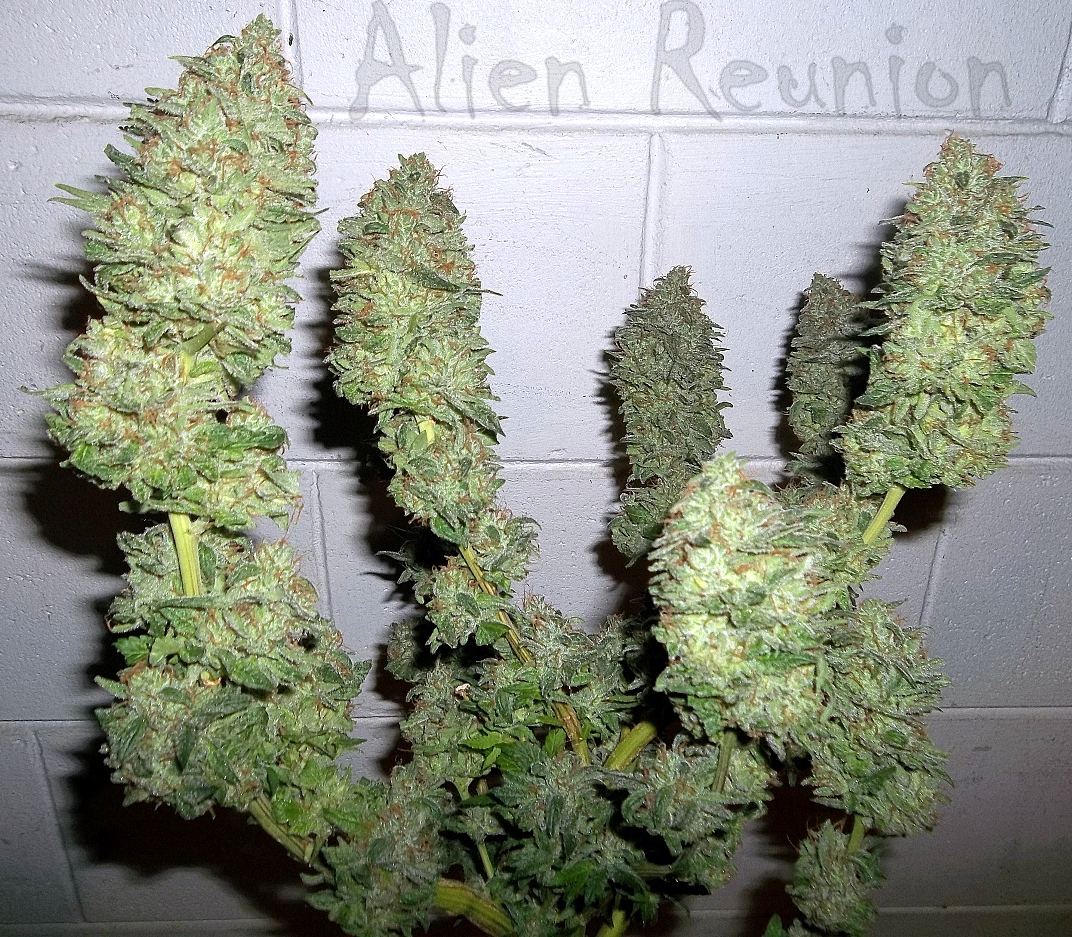 Alien reunion  freegrow8