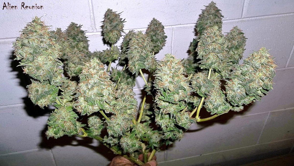 Alien reunion  freegrow9