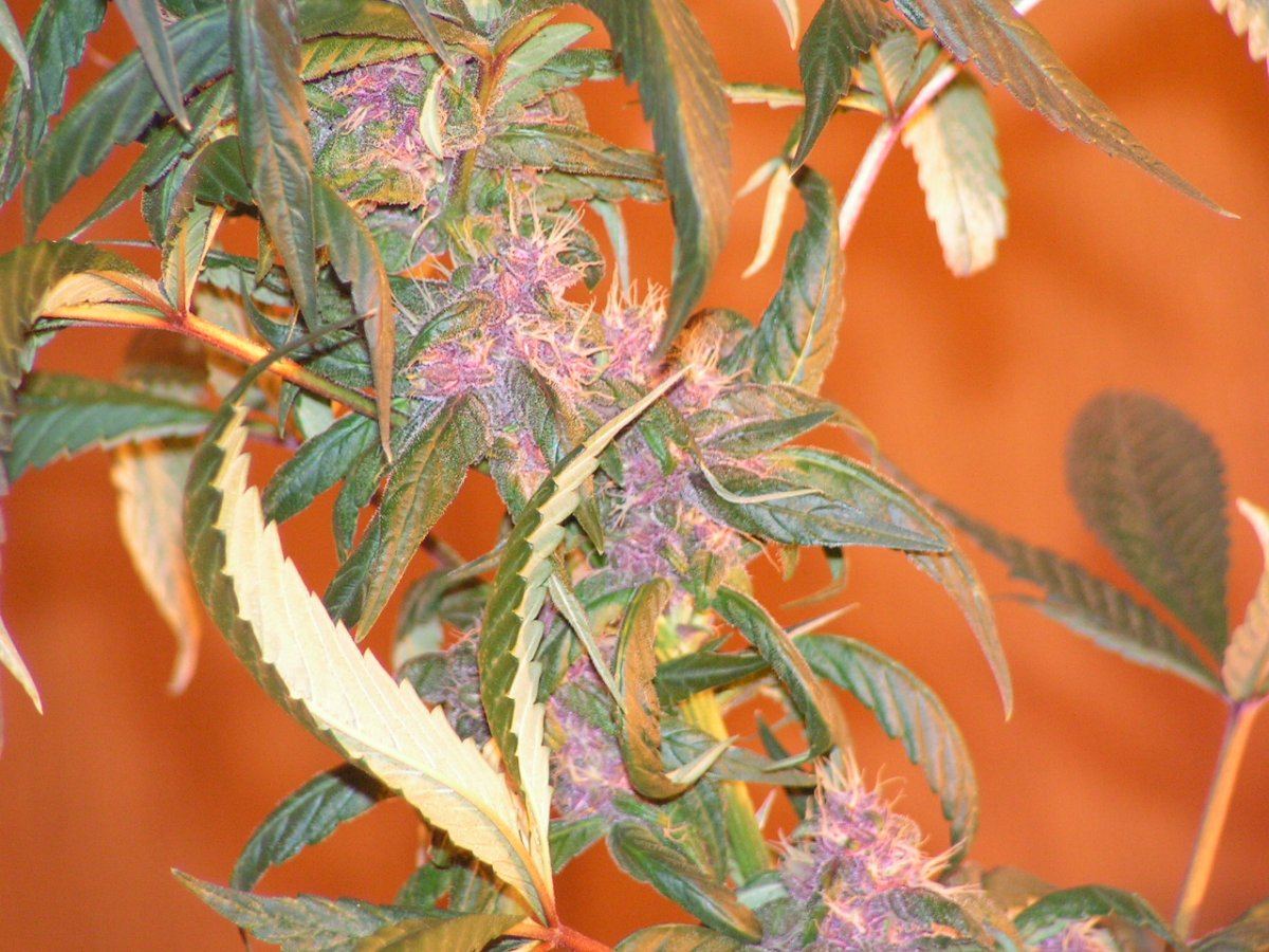 ALIEN ROSE 1