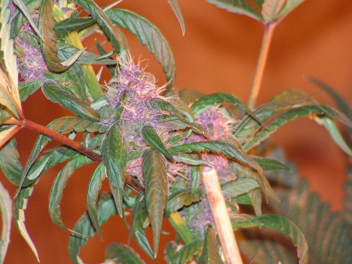 ALIEN ROSE 2