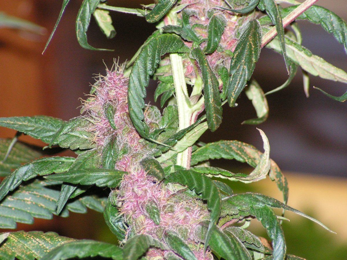ALIEN ROSE 3