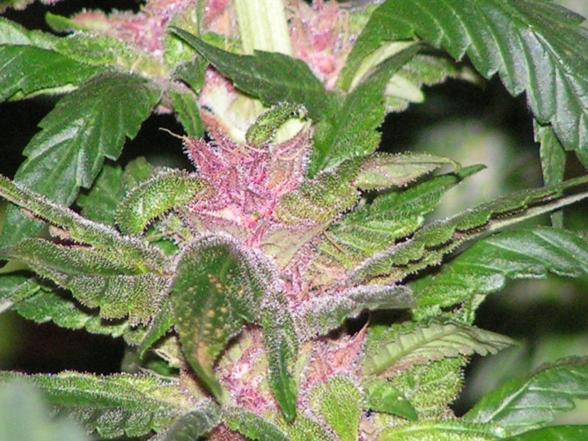 ALIEN ROSE 4