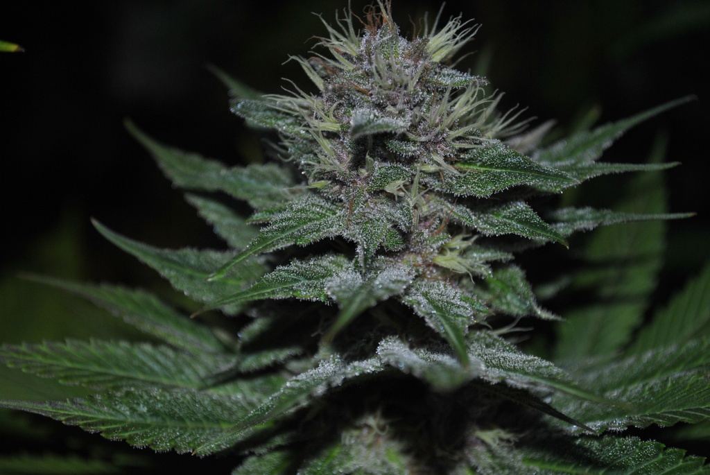 Alien rose 4