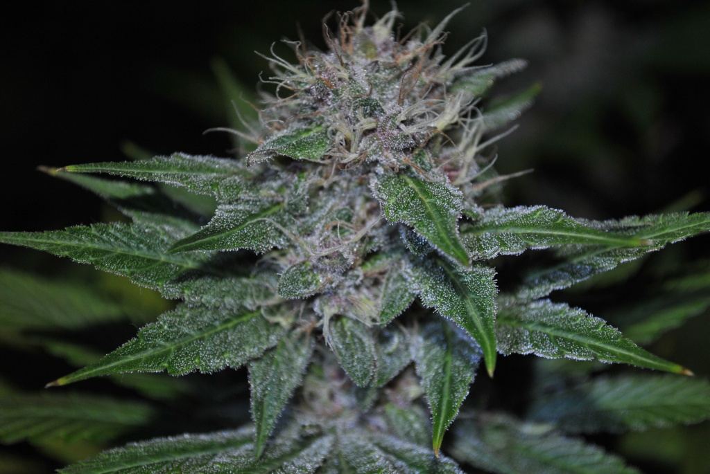 Alien rose 5