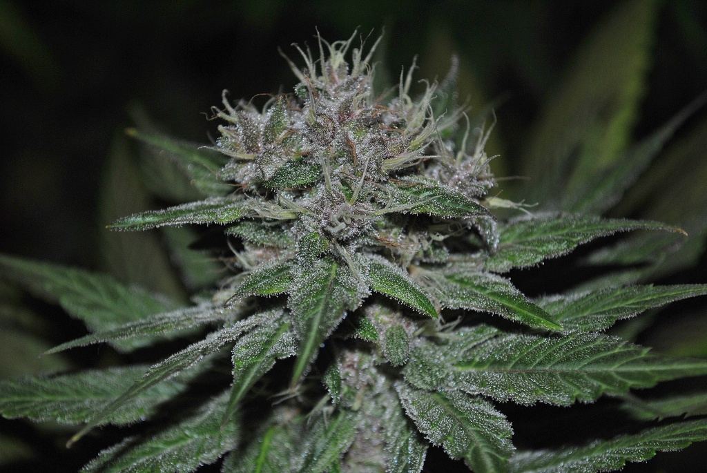 Alien rose 6