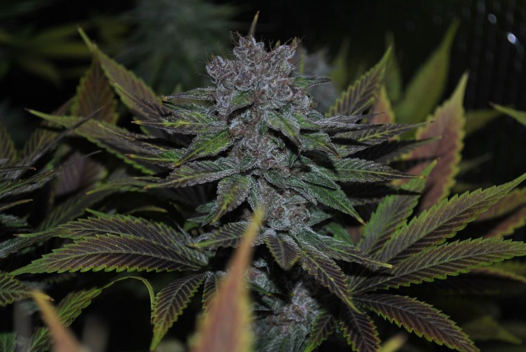 Alien rose 9