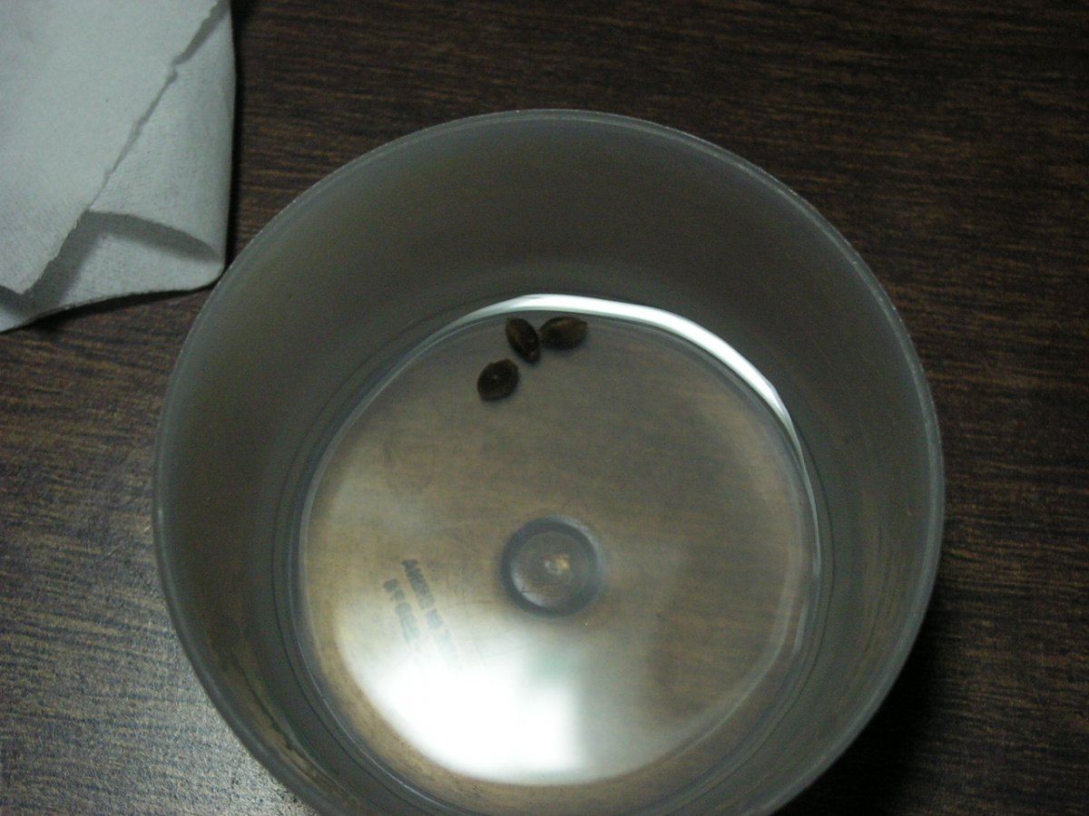 ALIEN SODA SEEDS