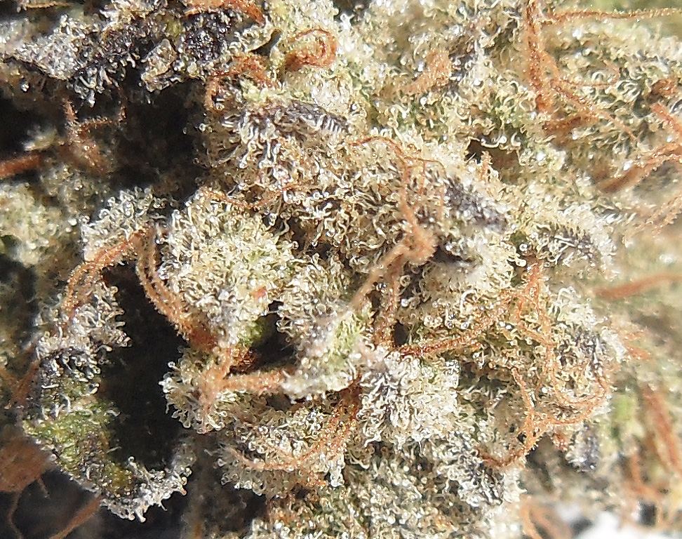 Alien sticky