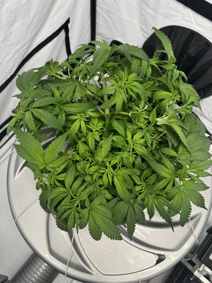 Alien v system vs dwc noob 3