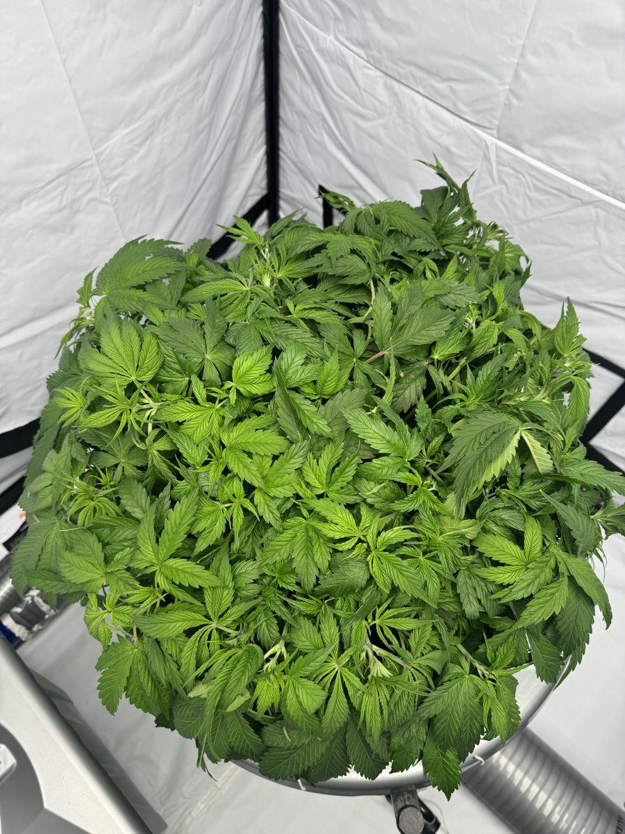 Alien v system vs dwc noob 4