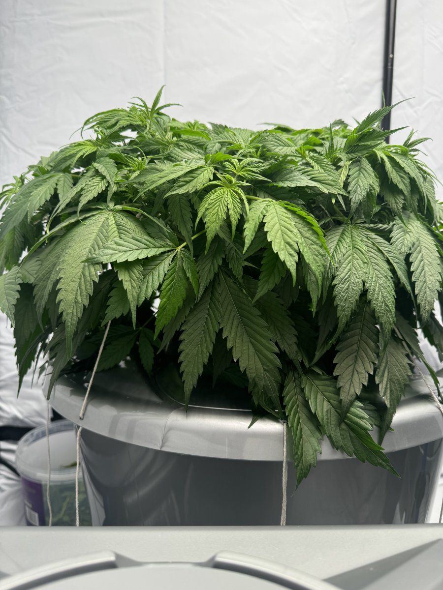 Alien v system vs dwc noob 5