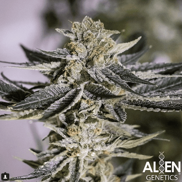 Alien Genetics   Alien Apple Warp