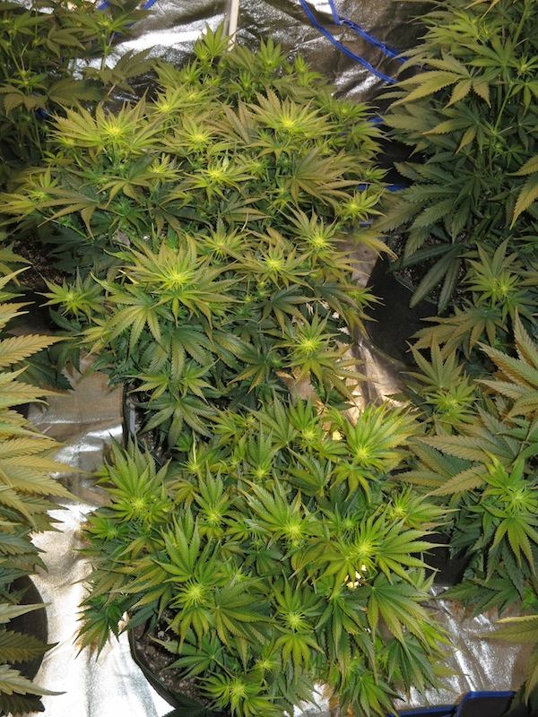 ALIENBUBBA sf