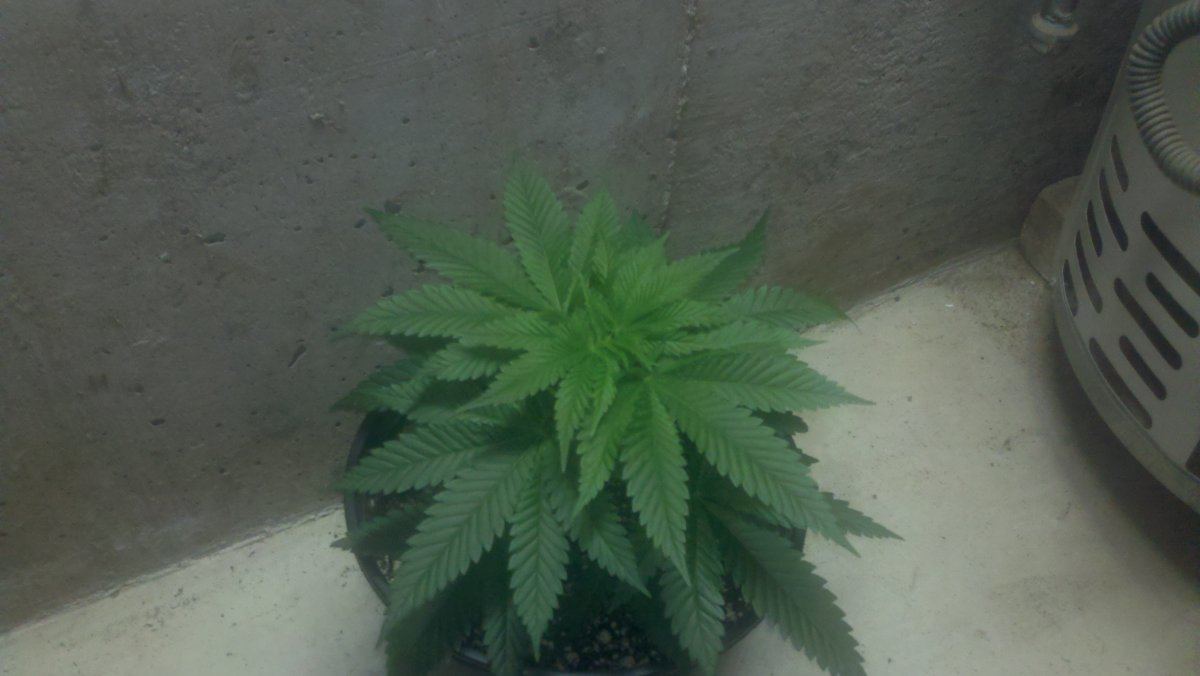 Alienbubba5sawtooth