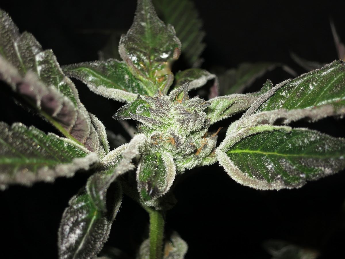 ALIENCOOKIES sf
