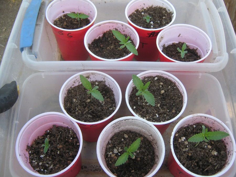 Aliencookies529