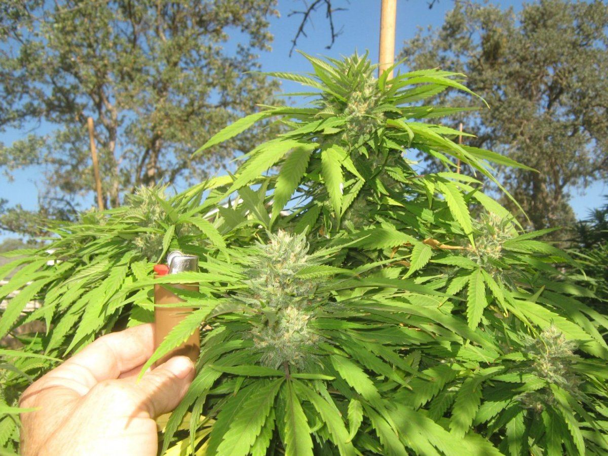 Aliencrack