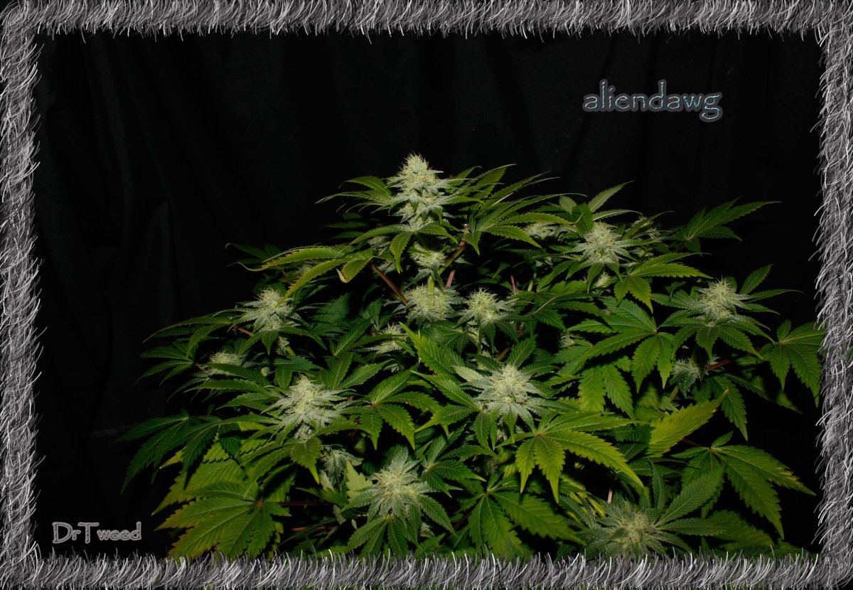 Aliendaawg plant 1