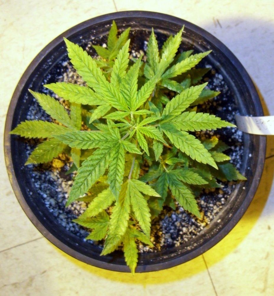 Aliendawg F2 runt