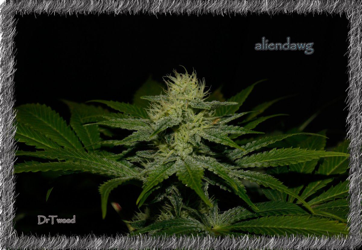 Aliendawg plant 1