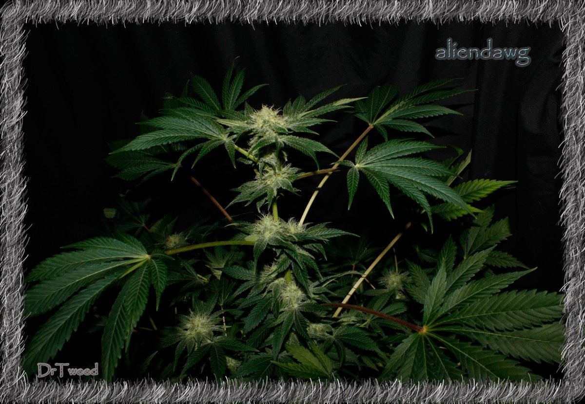 Aliendawg plant 2