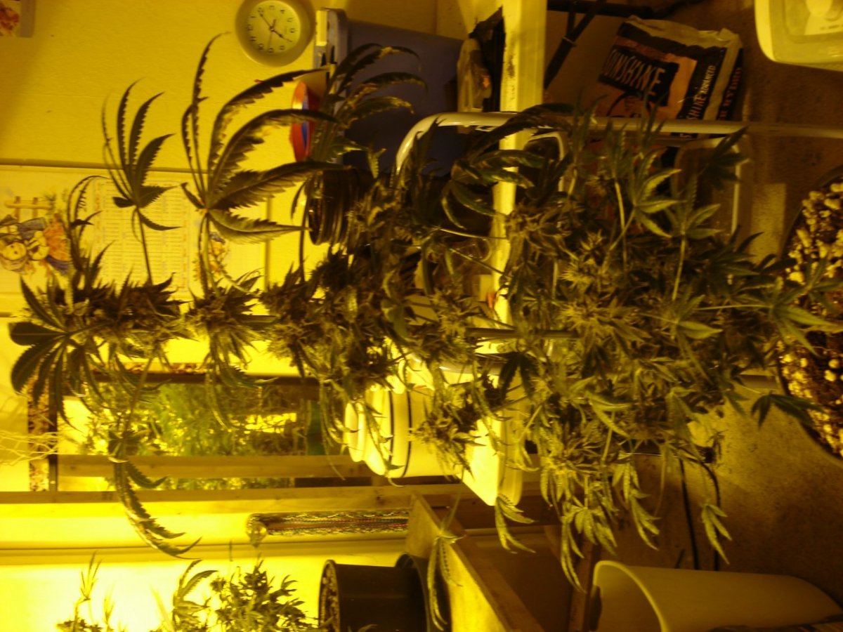 Aliens on moonshine 022
