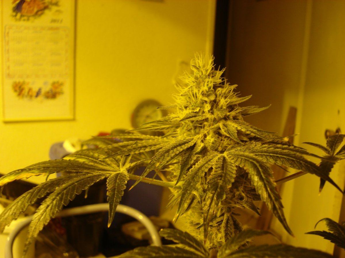 Aliens on moonshine 028