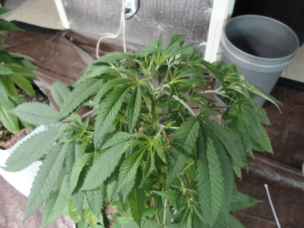 AlienXSuperSkunk