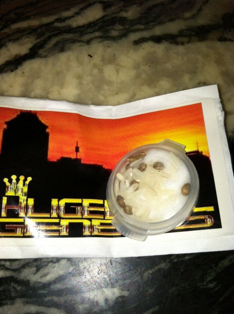 Aligee