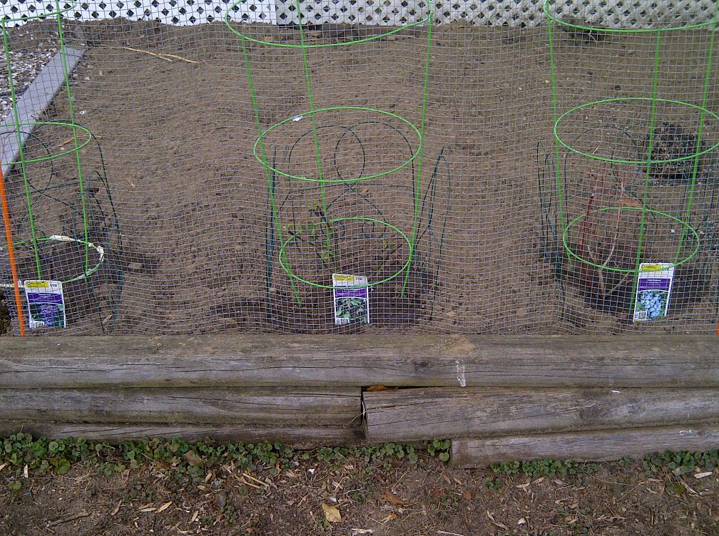 All 3 planted