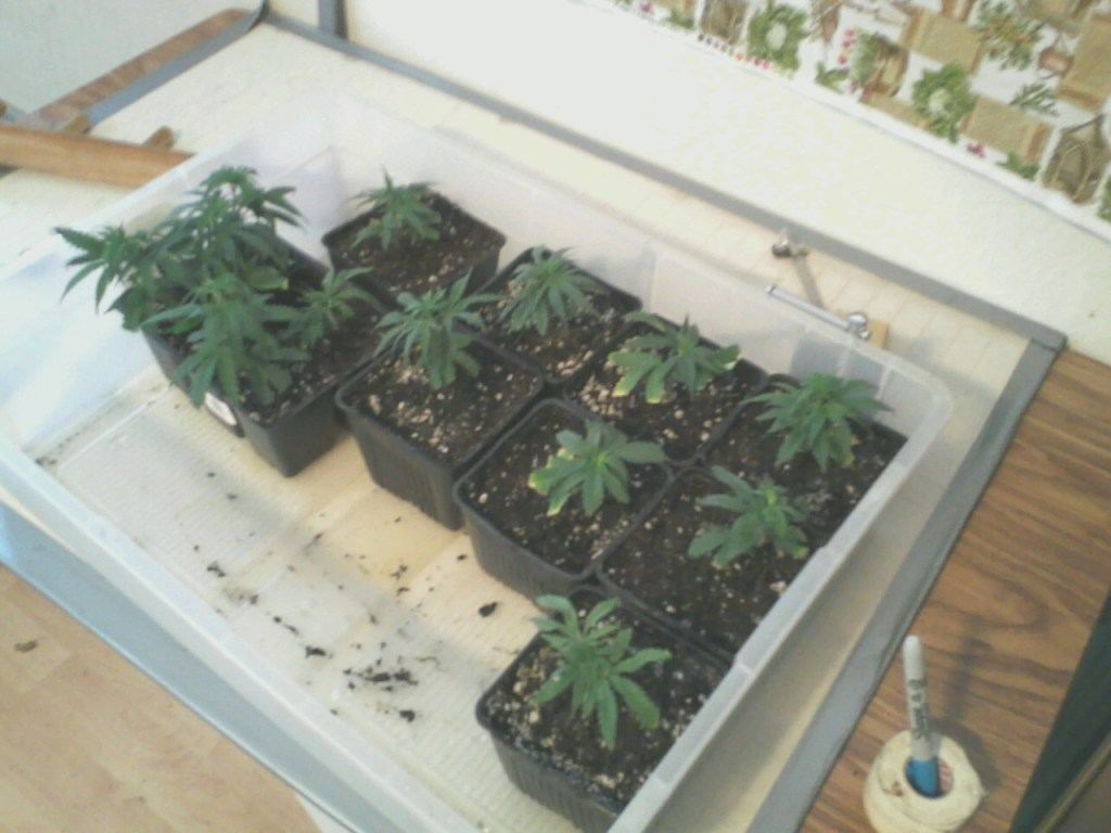 All clones