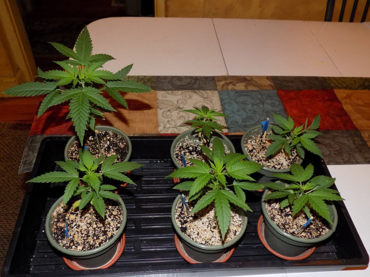 All