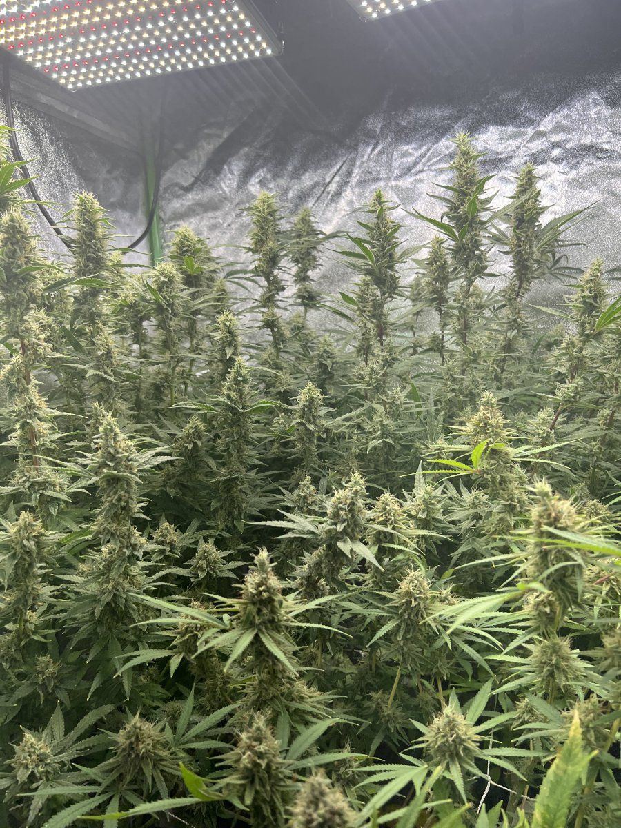 All organic grow from start to finish