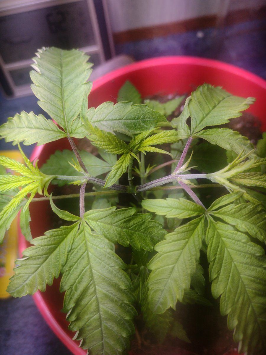 All pics are the same plant 2