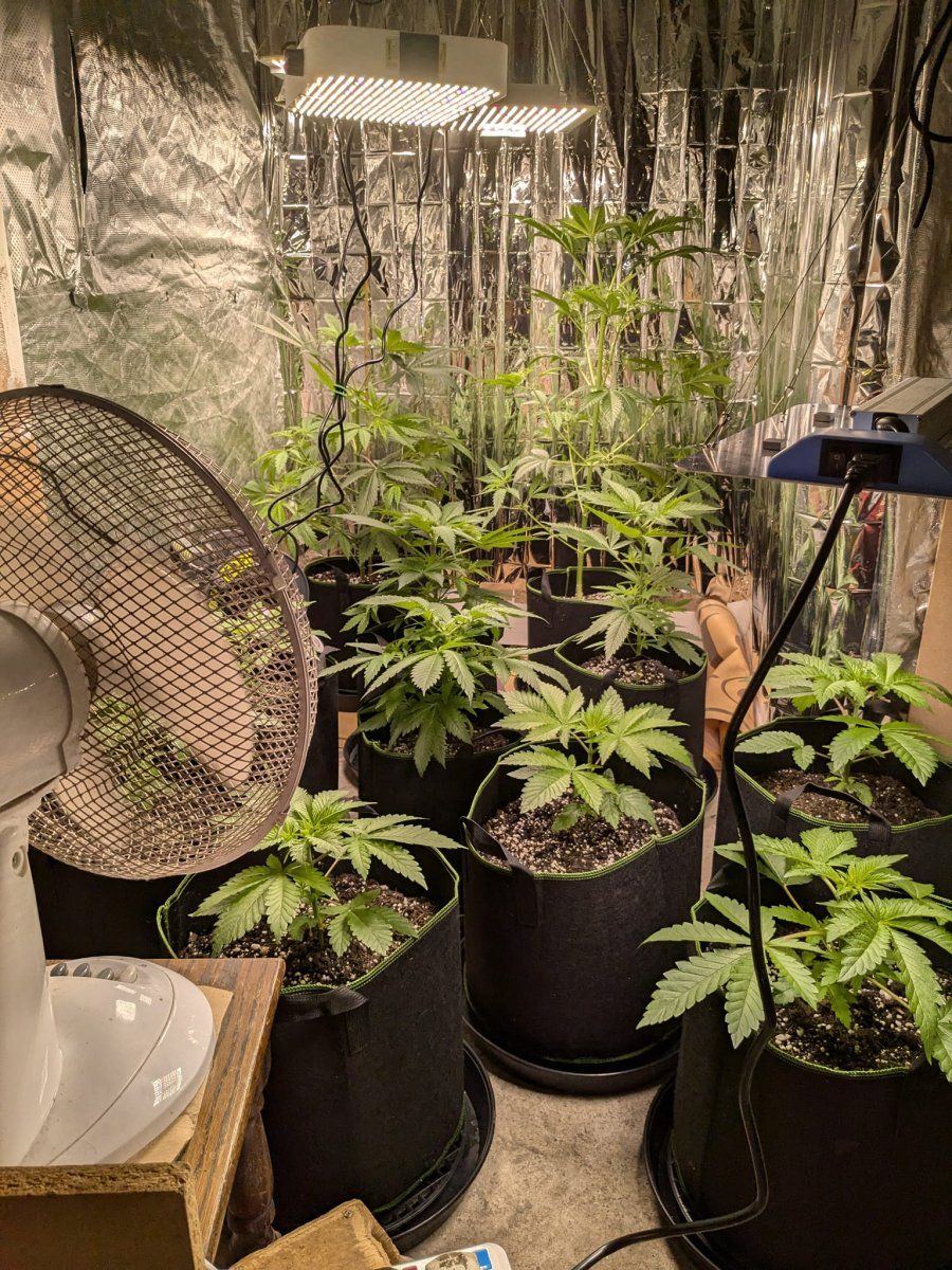 All plants 11 Oct 2024