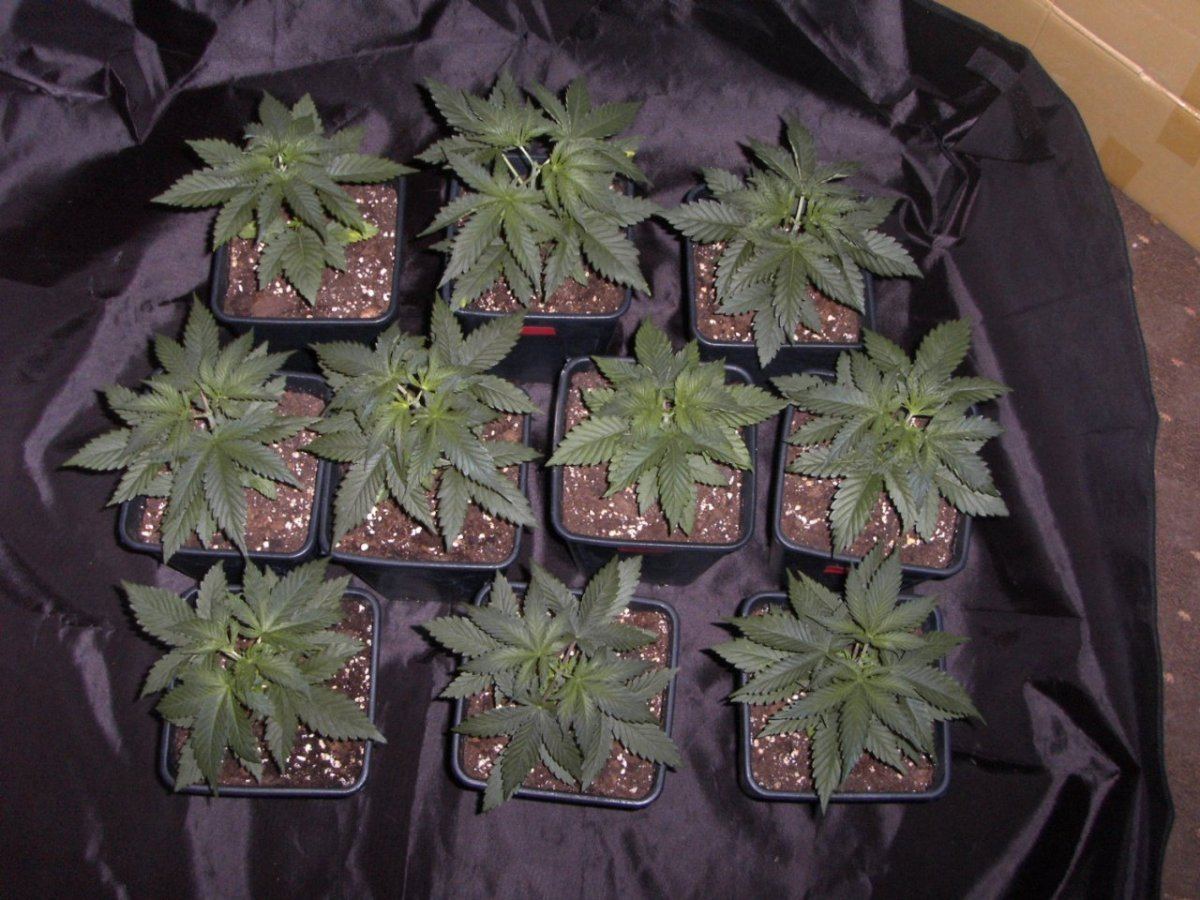 All topped 011