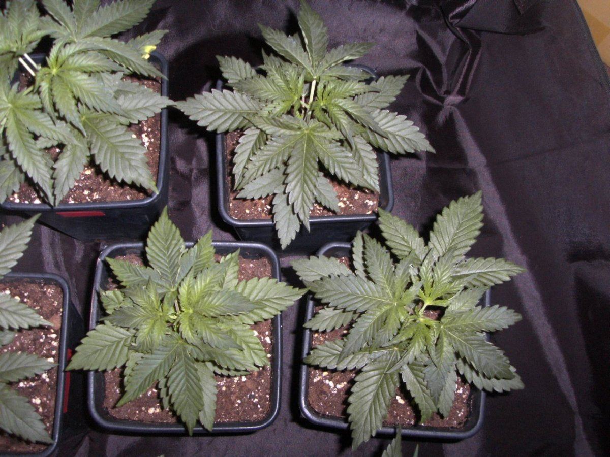 All topped 013