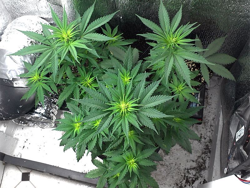 Pro Grow 180 Led 4 Strains 5 Plants Stealth Grow Dresser Page