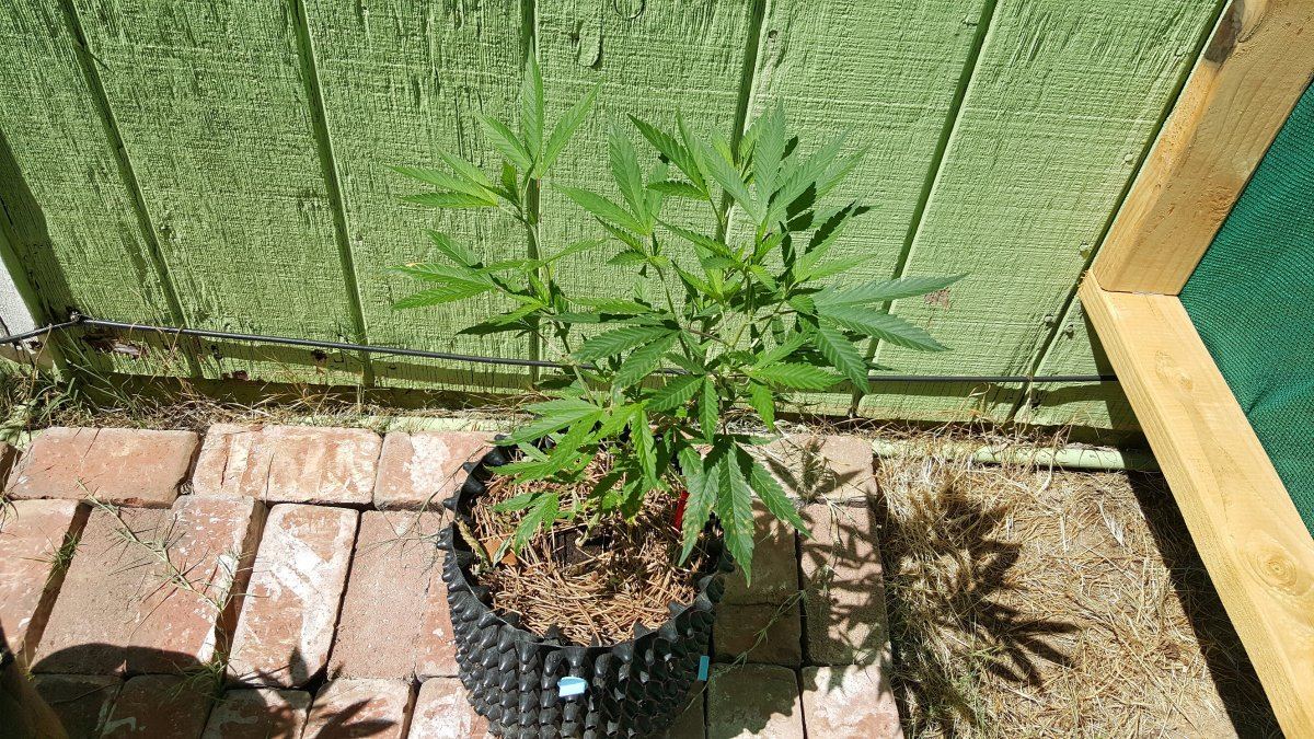 Allen Wrench 1