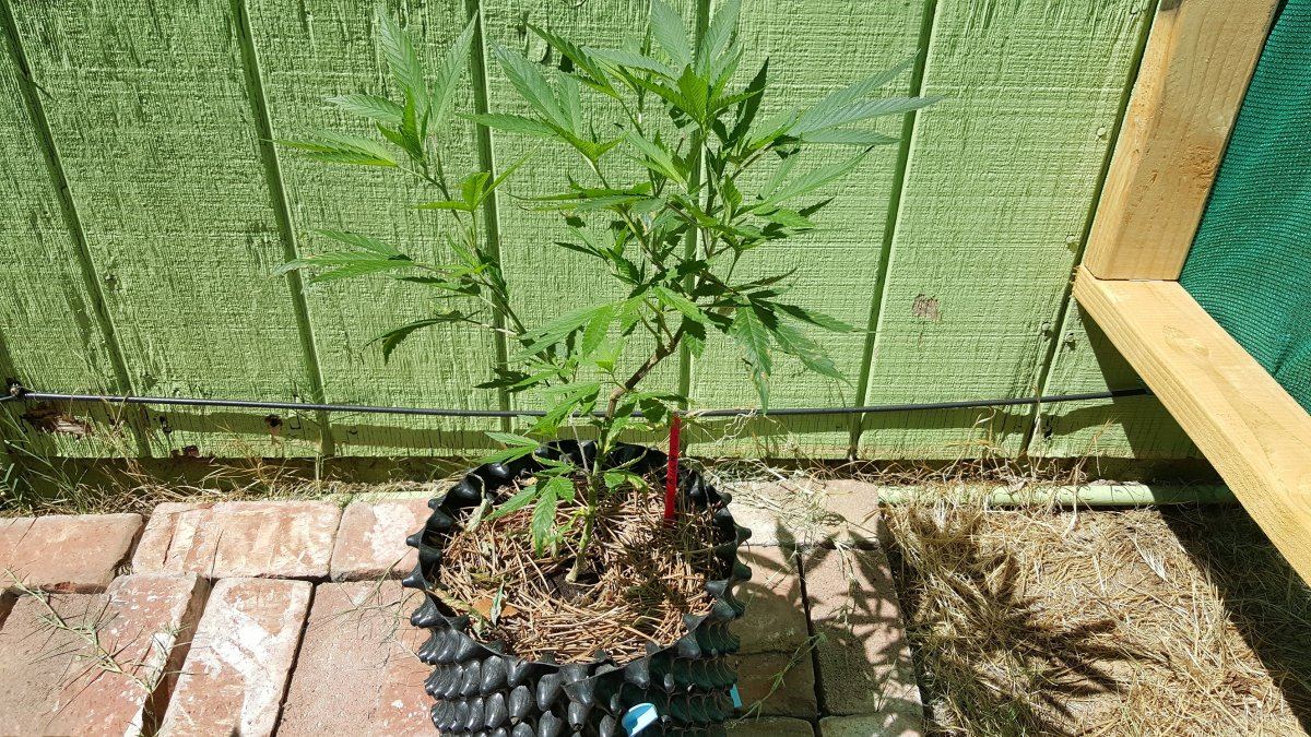 Allen Wrench 2
