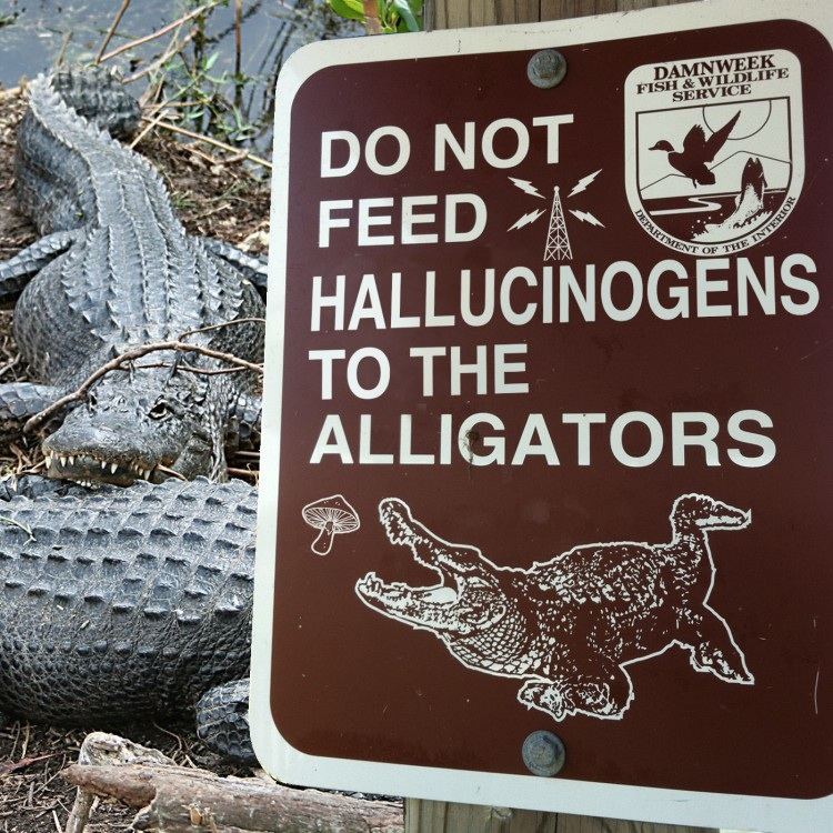 Alligatormushrromsign01