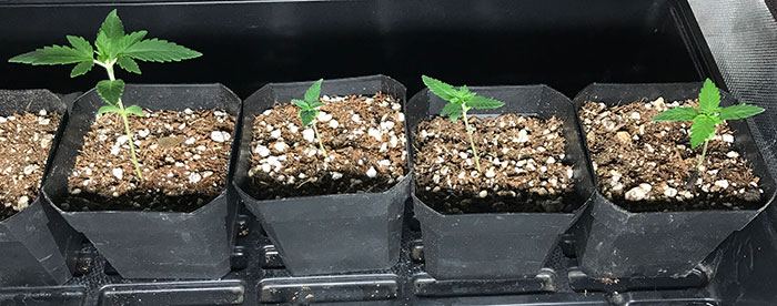 AllPlantswk31