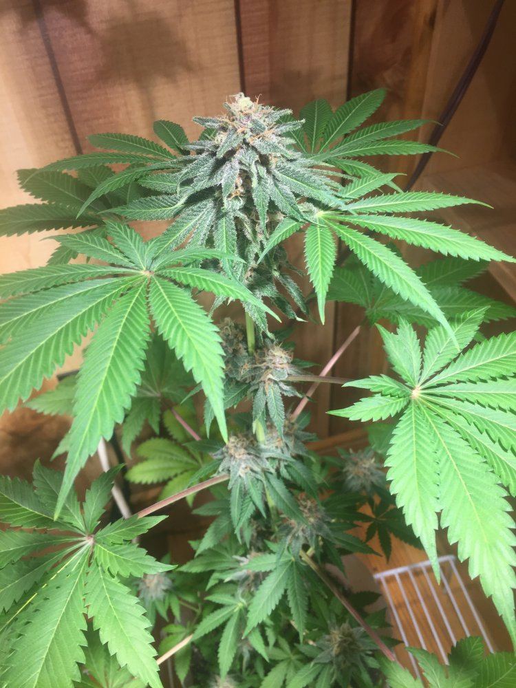 Almost 7 weeks into flower 2