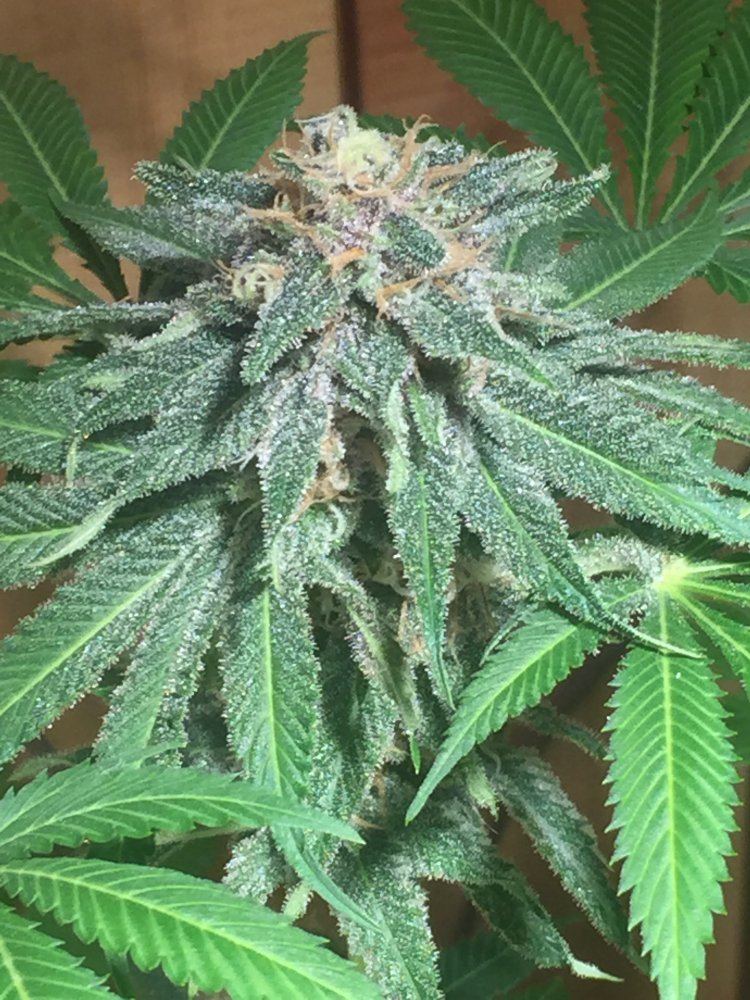 Almost 7 weeks into flower 3