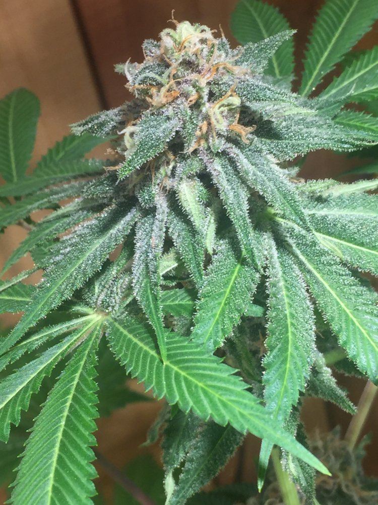 Almost 7 weeks into flower 4