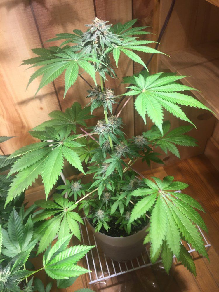 Almost 7 weeks into flower