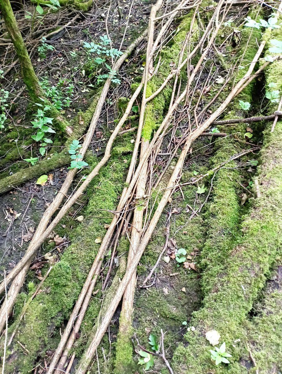 Almost bamboo