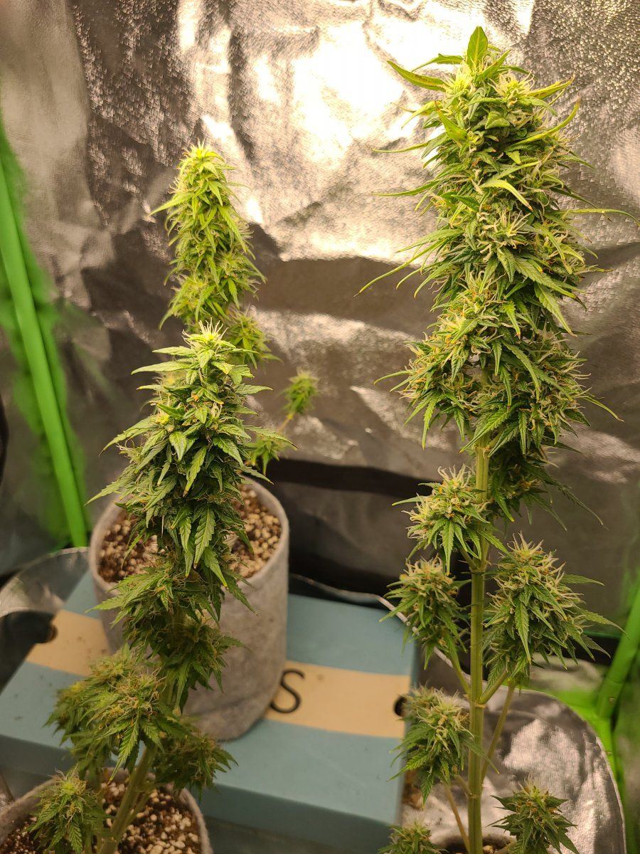 Almost harvest time  advice please