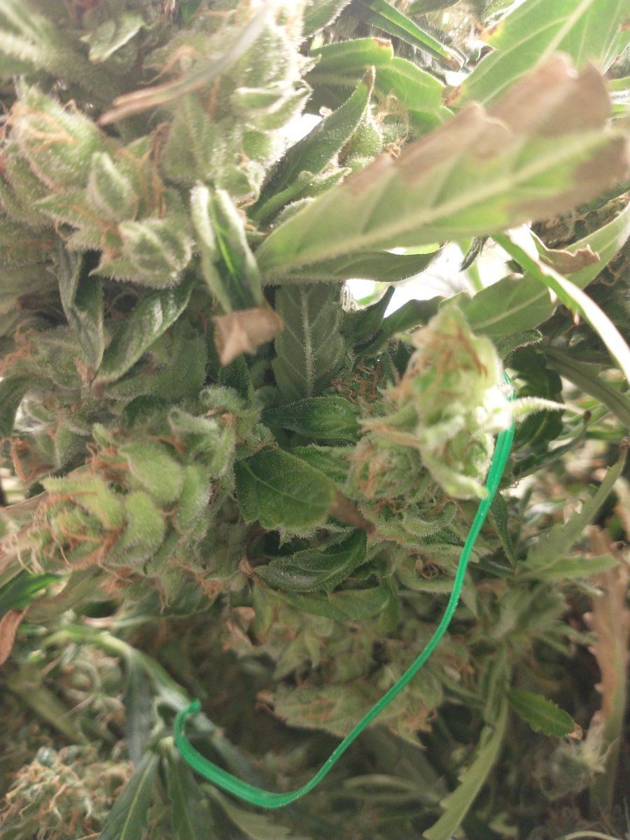 Almost white blonde cannabis flower 3