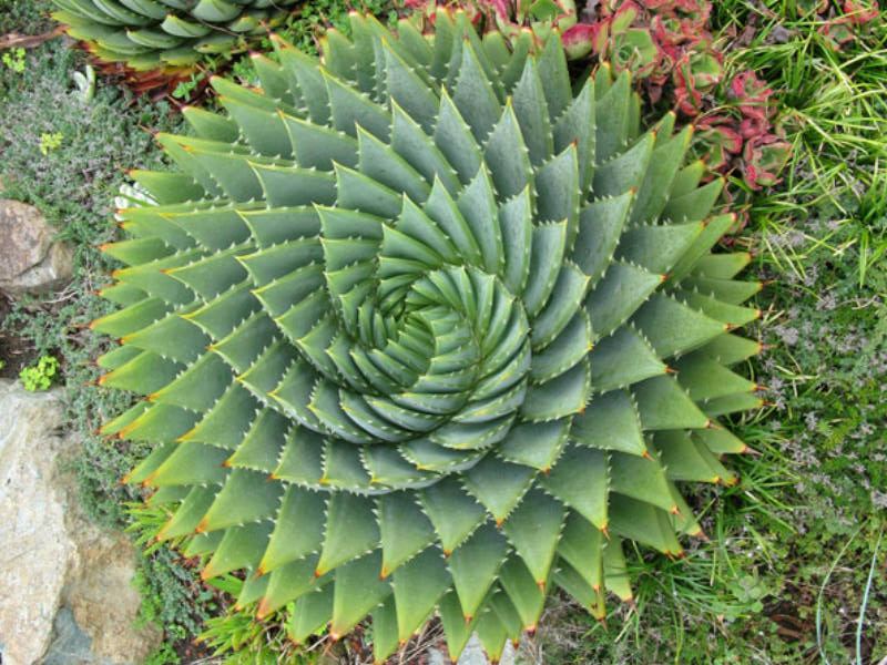Aloe polyphylla3